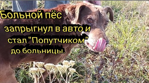 Сонник машина сама поехала
