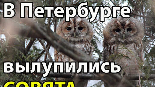 Что делать, если Вы встретили совенка? // Новости с Павлом Глазковым #45