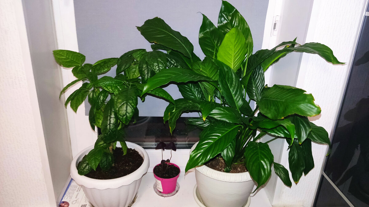 Клеродендрум слева, спатифиллум справа