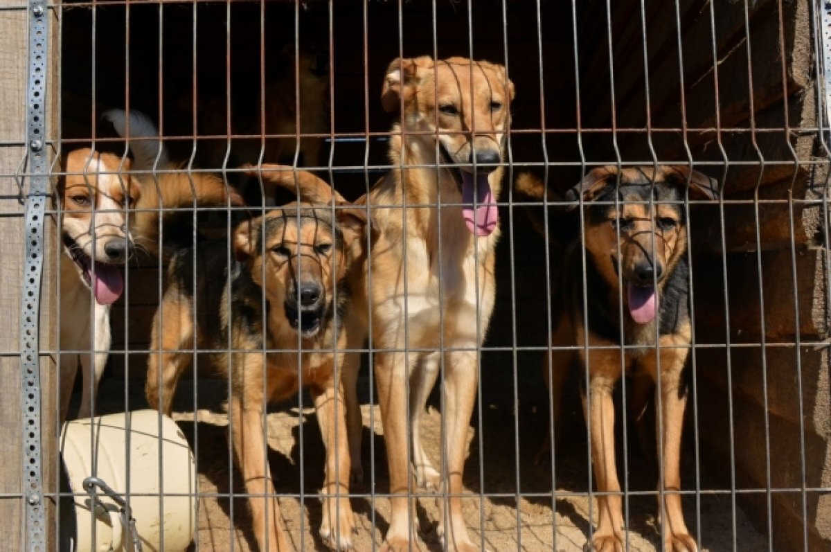    Тверские активисты собрали более 115 тыс. рублей для приюта с 450 животными