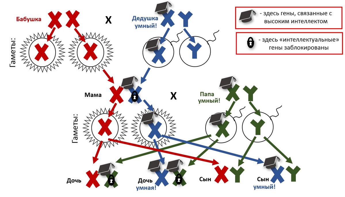 Интеллект наследуется от матери. Генетика интеллекта. Как наследуется интеллект. Гены передаются от матери