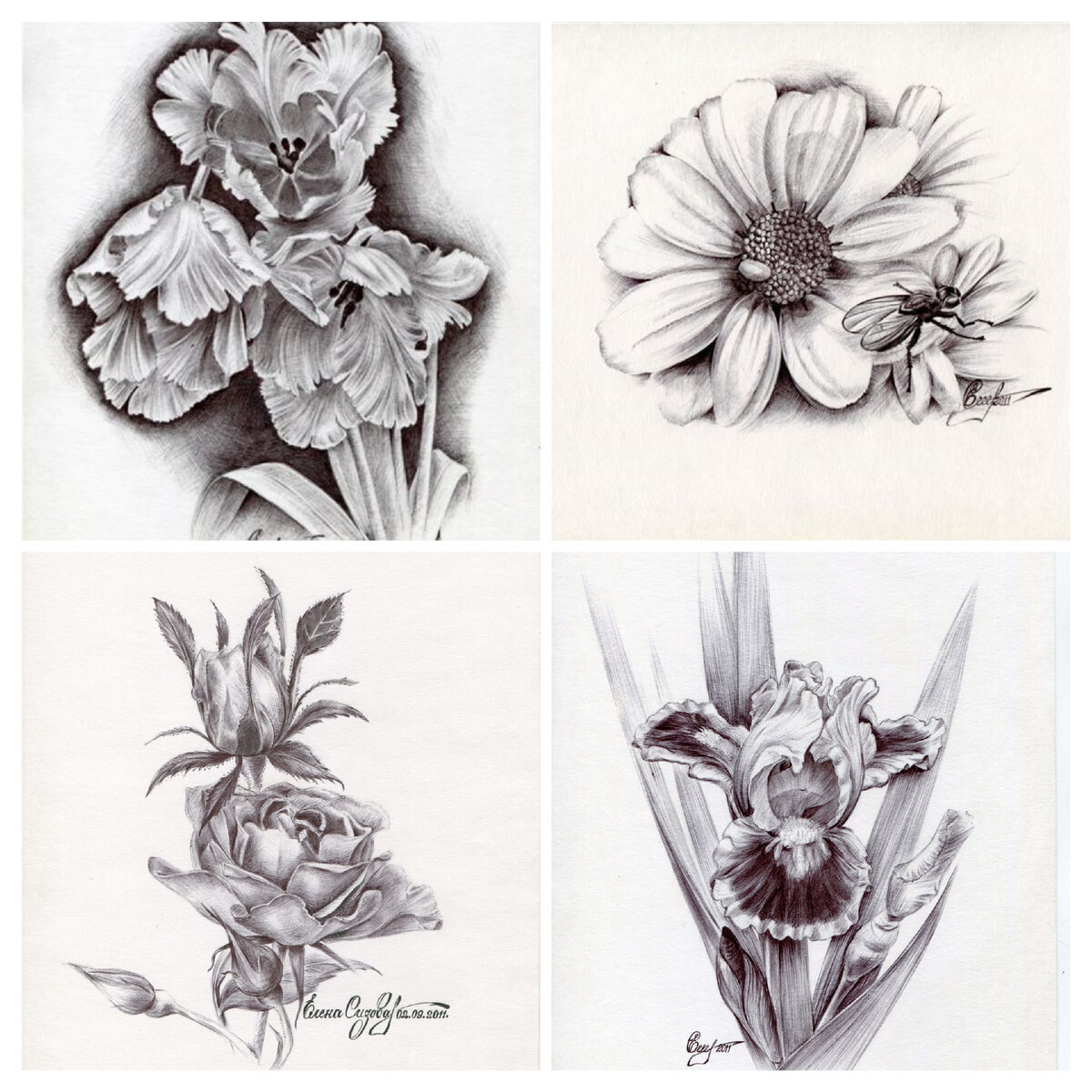 "Тюльпан", "Муха", Роза", "Нарцисс"