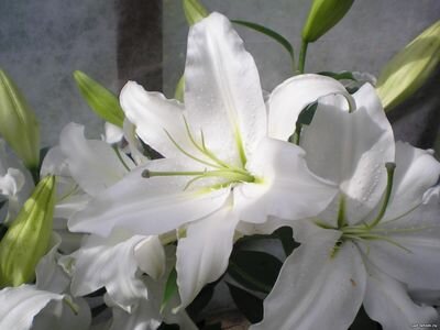 Восточная лилия Сибирь. Фото автора