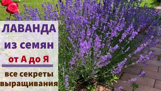 Download Video: ВСЁ О ВЫРАЩИВАНИИ ЛАВАНДЫ в любом саду: посев, обрезка, подкормки, размножение, зимовка