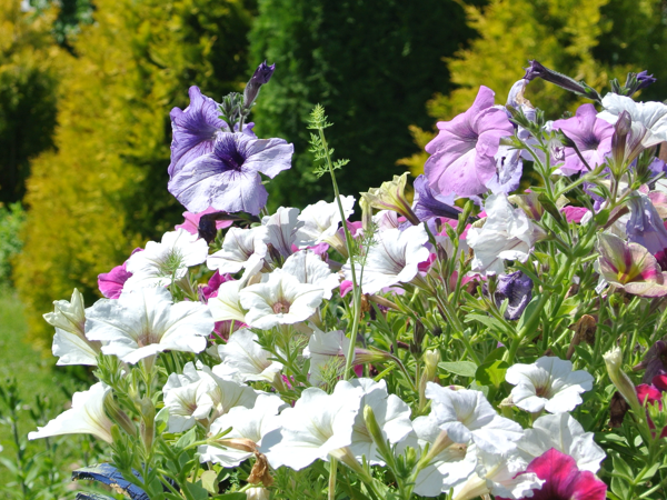 Петунии простушки из своих семян. Фото автора