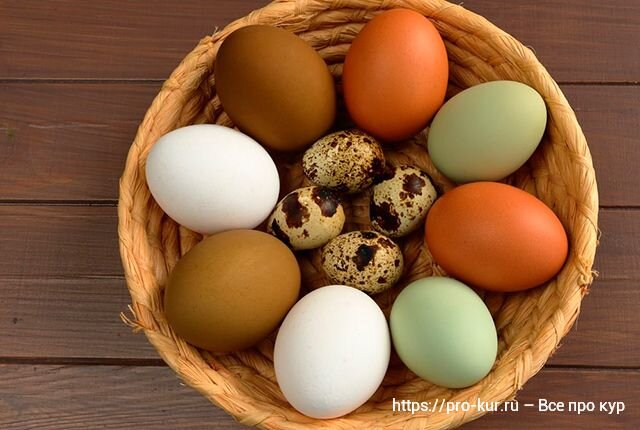 Кровинка в курином яйце – причины и безопасность