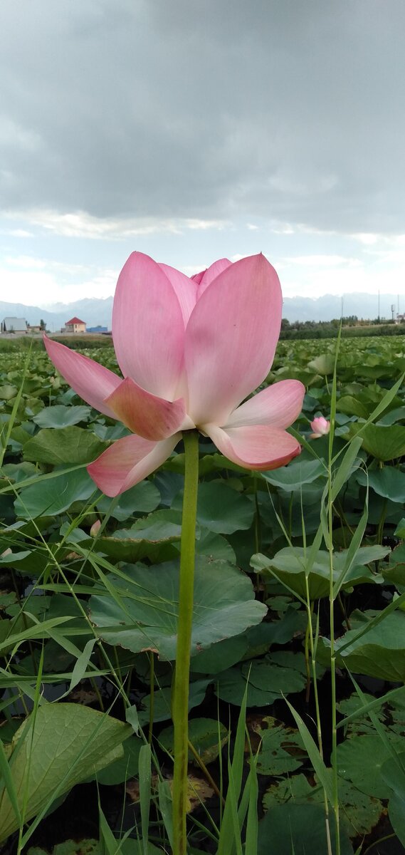 В Алматы пришли настоящие морозы, которых не было уже несколько зим. Именно сейчас хочется вспомнить о жарком лете и о самых прекрасных цветах-о лотосах. 