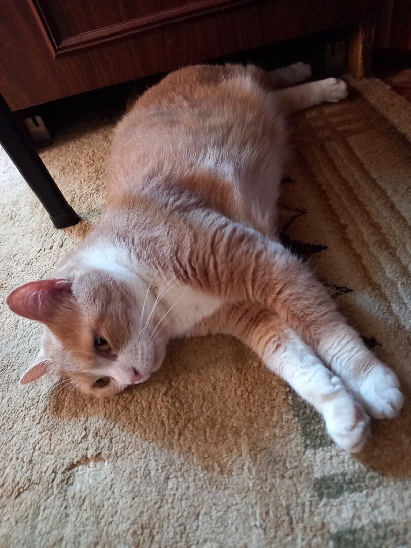 Сима мается от жары... Фото автора