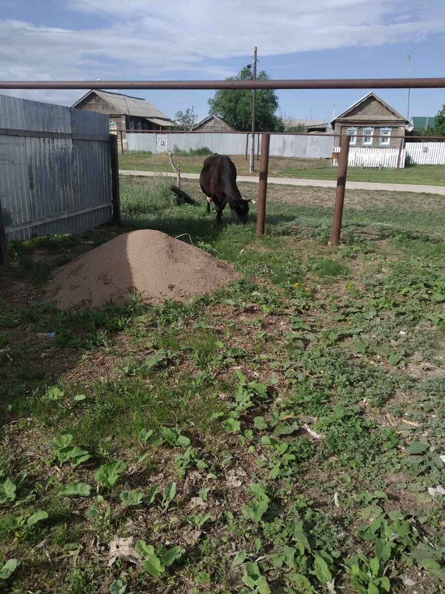 А иногда заходят и коровы