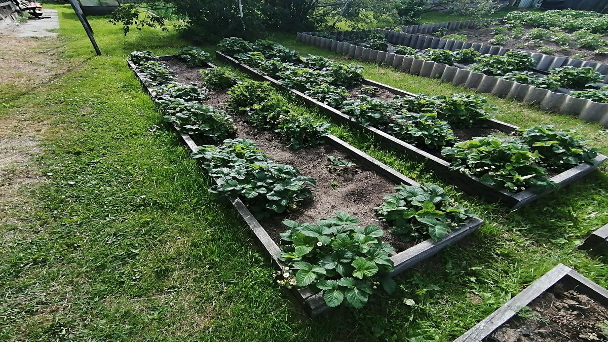 Клубника