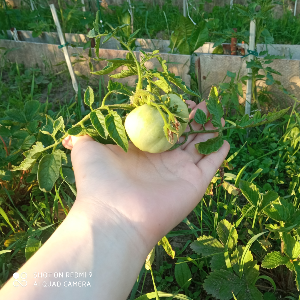 Помидоры. Не пугайтесь, фото старое, все уже прополола и замульчировала.
