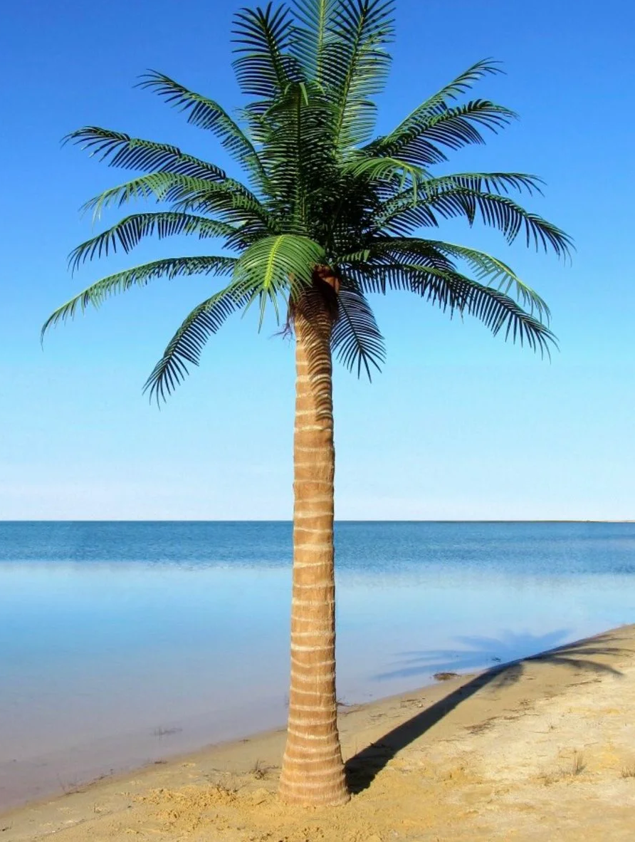 Красивая пальма 
