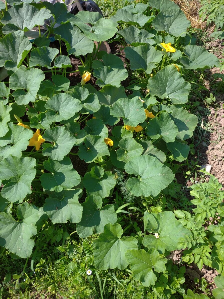 Такая вот тыква-слоник