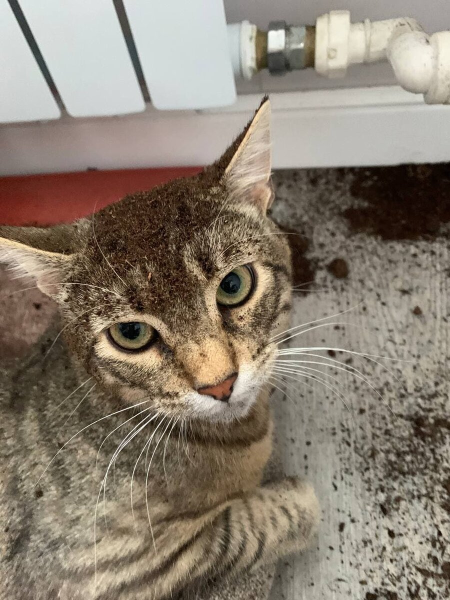 Котёнок Саймон, которого возвращали дважды, теперь взрослый кот.