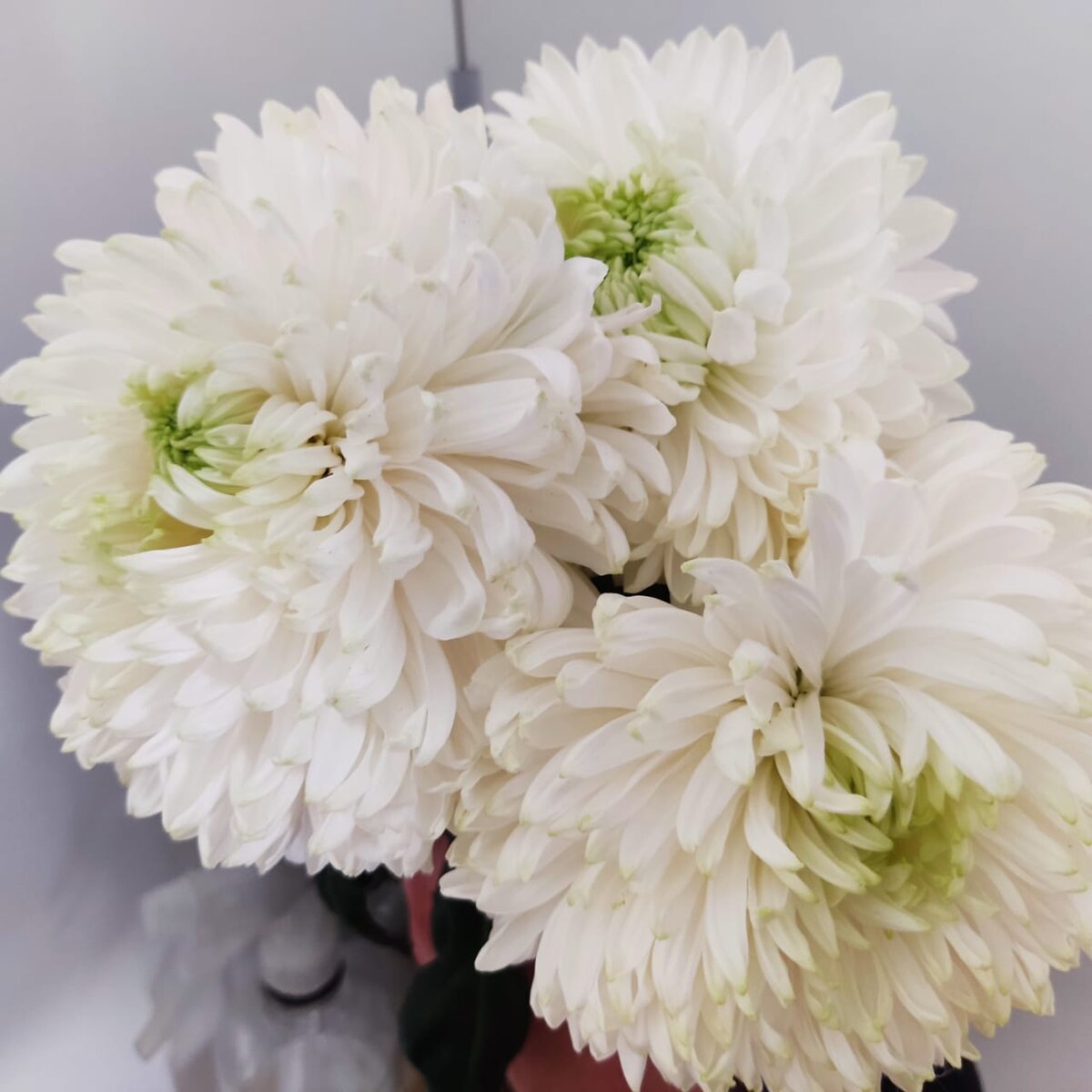 Букет Гортензий от мамы) 