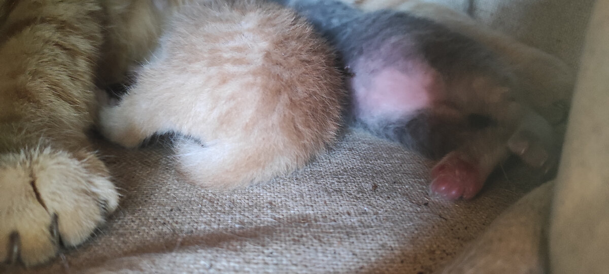 Пушистые теплые комочки.