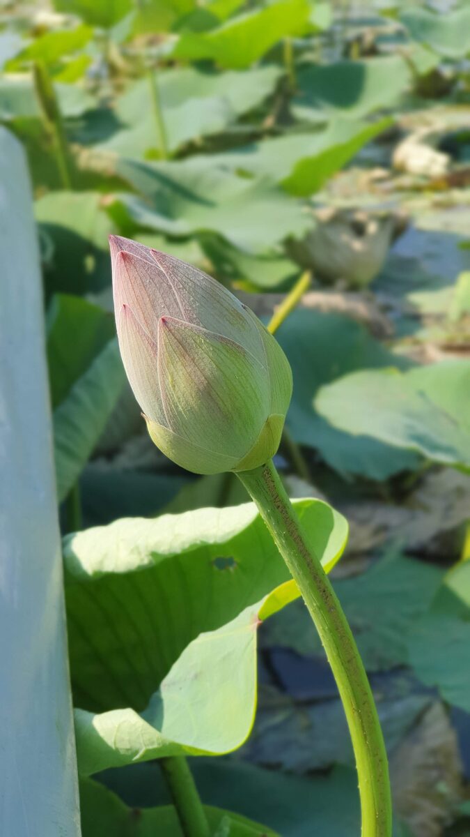 Не раскрывшийся цветок лотоса.