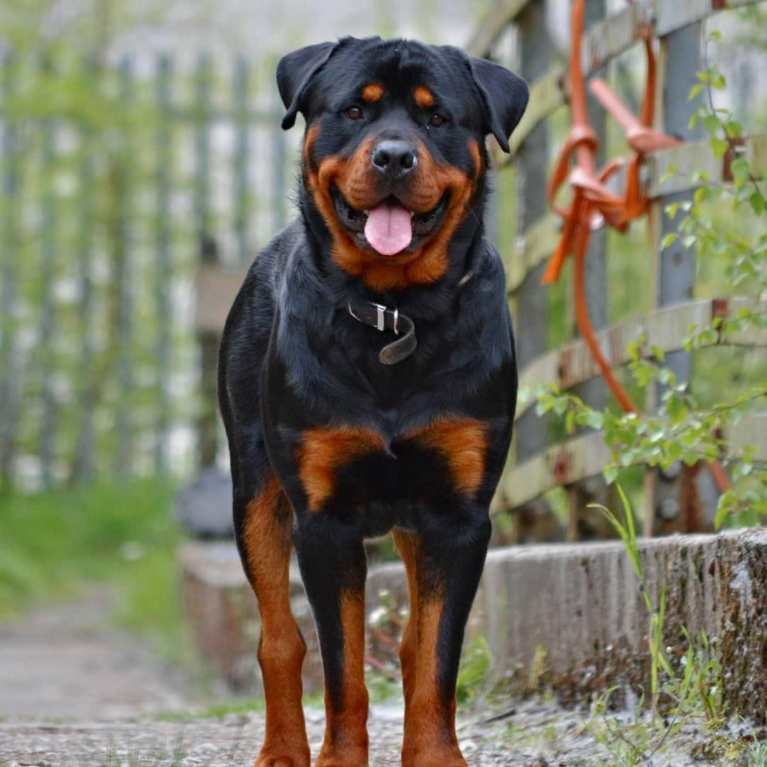 Бойцовский ротвейлер. Порода собак ротвейлер. Собака ротвейлер. Ротвейлер бьюдель. Ротвейлер щенок.