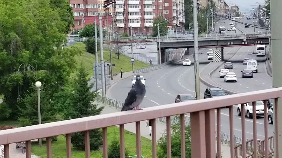 Голубь на фоне проезжающих машин