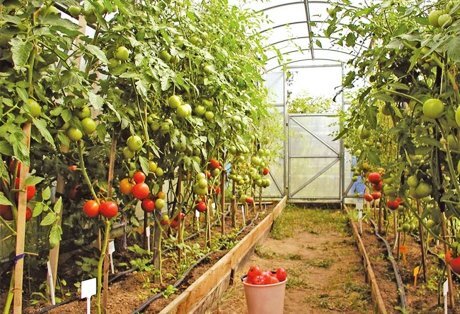 Споры этого грибка на дух не переносят солнечных лучей. Но в период дождей и туманов, когда влажность воздуха повышается, они «просыпаются».Как правило, фитофтора размножается на томатах в открытом грунте. Однако появиться болезнь может и в парниках. Прохладные ночи и теплые дни – из-за этих температурных колебаний на внутренней поверхности пленки собирается конденсат. Спорам нужна влага, чтобы легче внедриться в растение. Поэтому один из главных советов – проветривайте теплицы.В дождливый сезон шанс подхватить фитофтору повышается, особенно, если не соблюден оптимальный температурный режим (для томатов он от +19°С до + 22°С). Кроме того, фитофтора любит сильно произвесткованную почву. Поэтому будьте аккуратны с удобрениями. «Перекормленные» азотом почва и растения также хорошая приманка для болезни.Заразиться фитофторой растения могут и от соседних культур. Стоит появиться фитофторе на картофеле и через 1-2 дня ждите его на томатах, особенно если они растут рядом. Потому грядки с этими культурами должны быть на приличном расстоянии друг от друга. Еще один совет: не сажайте томаты на участок, где до этого рос картофель.