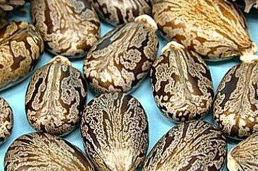 Семена клещевины, из которых получают рицин