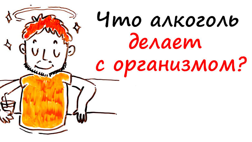 Что происходит с организмом когда человек выпивает?