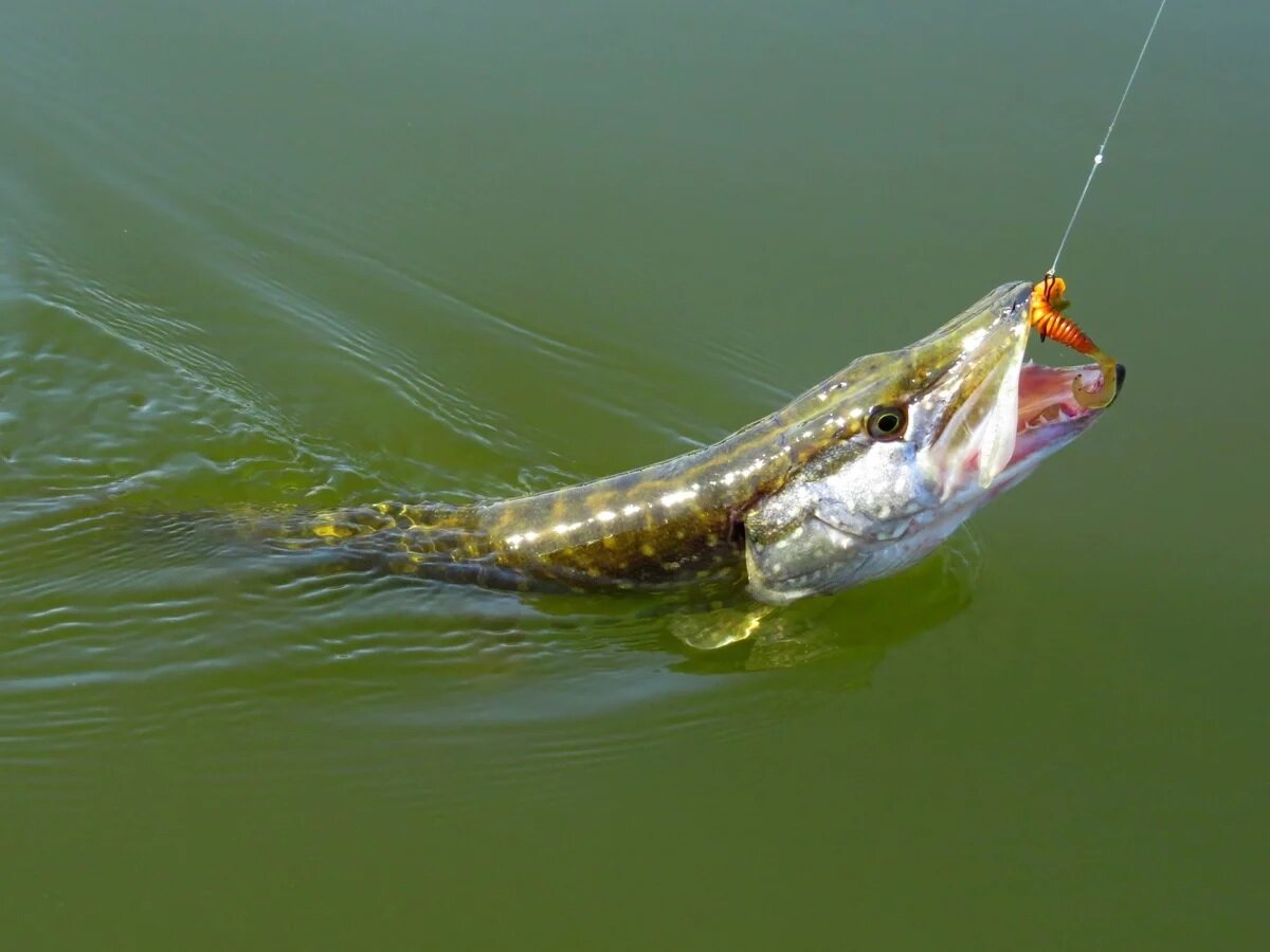 Фото с сайта: https://fish-chaos.ru