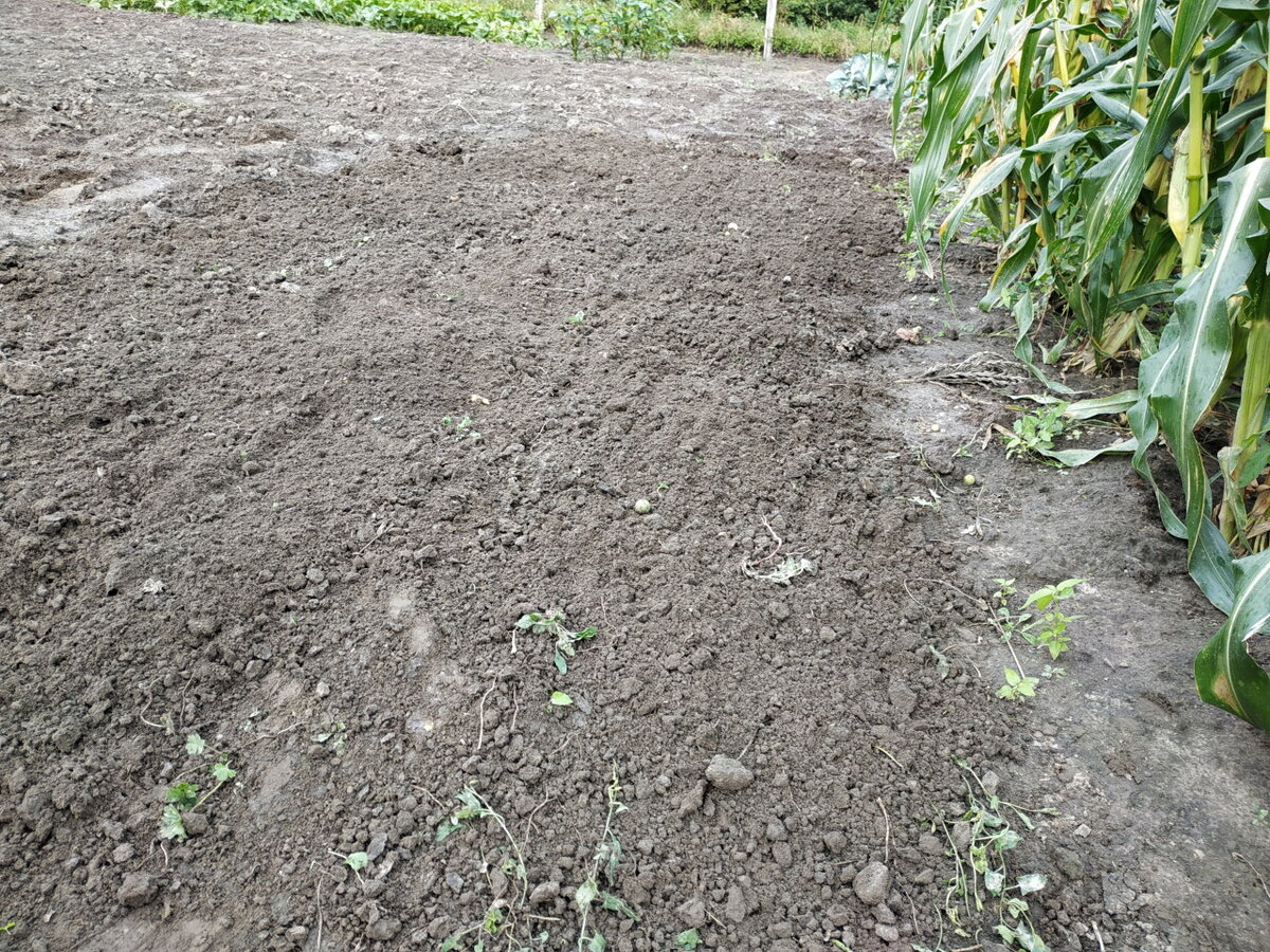 Недавно выкопали картофель, теперь готовим почву к новому сезону. Фото автора