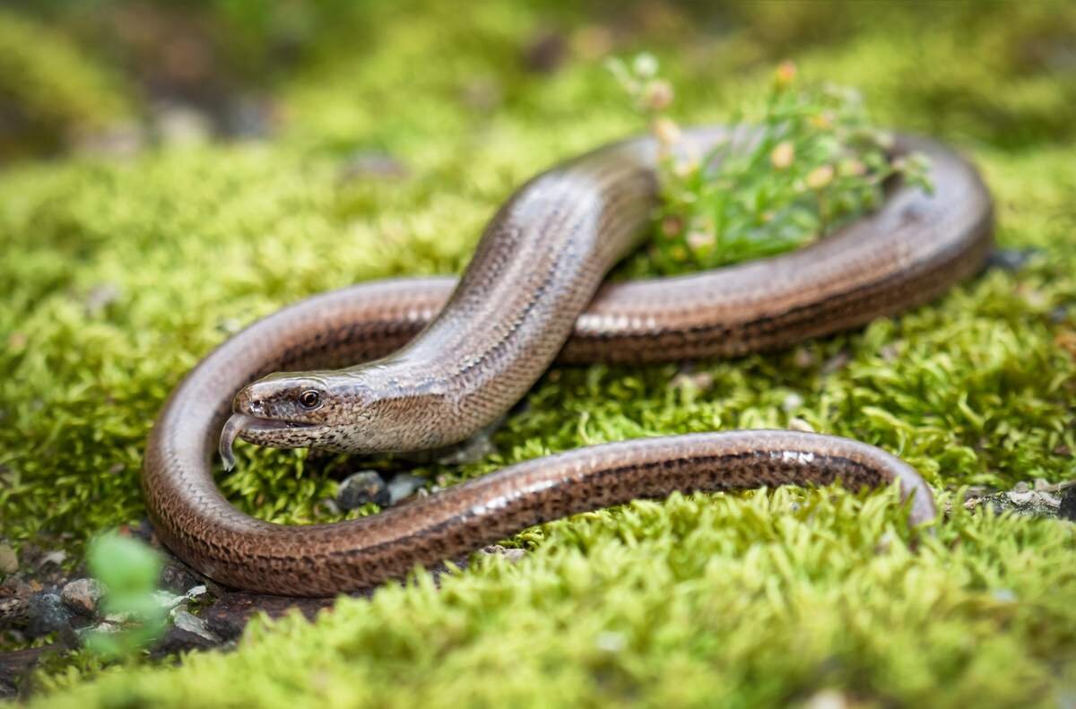 4.Вериница-безногая ящерица