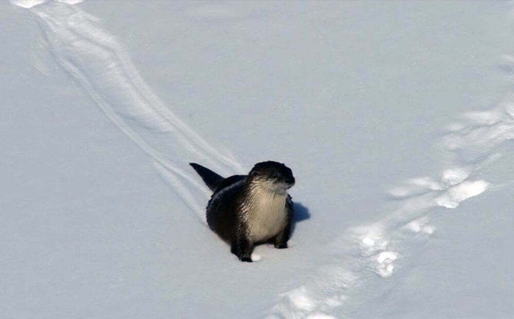 Выдра катается с горы. Выдра катается зимой с горок. Выдра катается по снегу. Выдра финик из ленинградского зоопарка. Выдра катается по снегу.