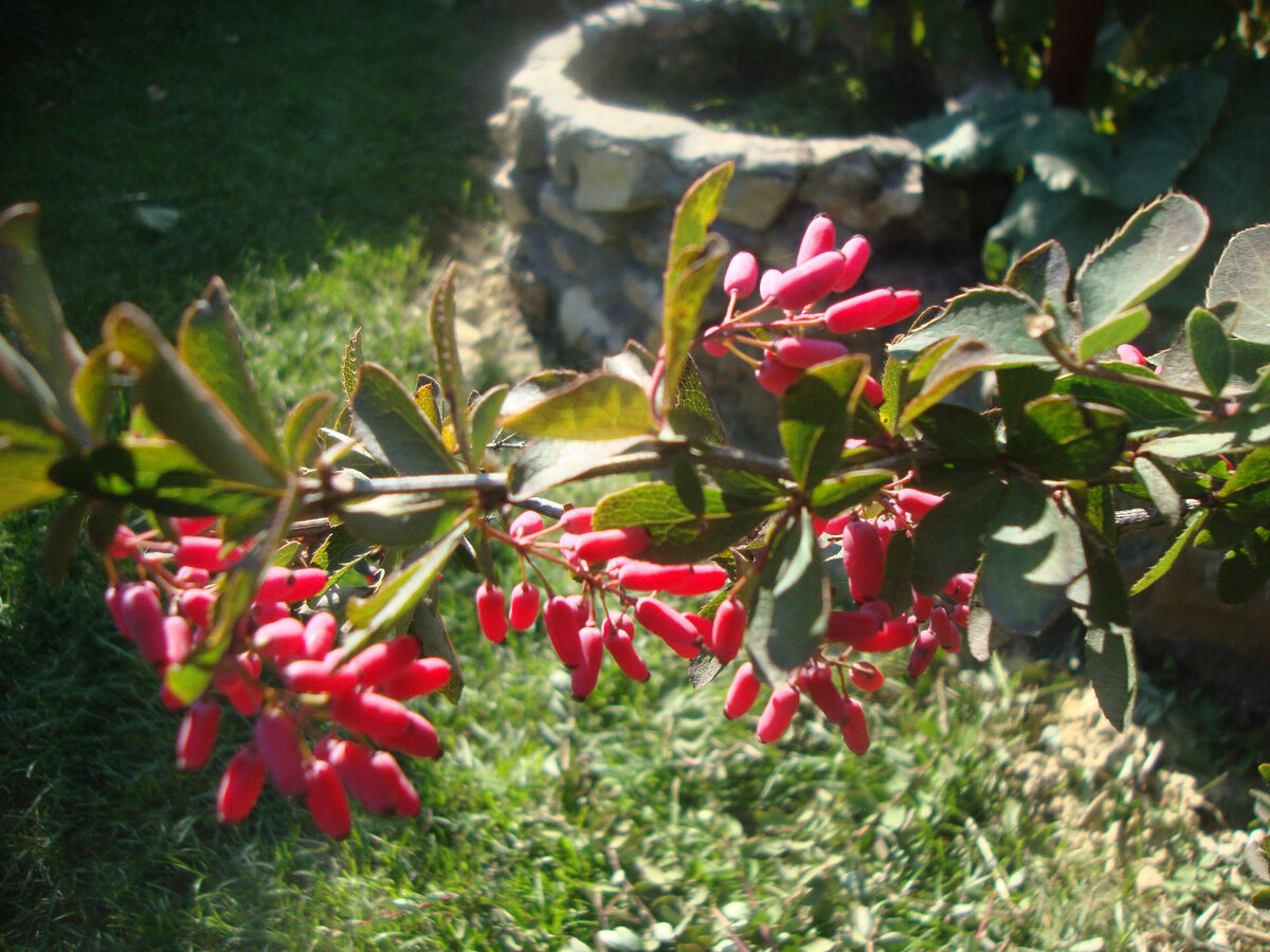 Ягоды обычного барбариса