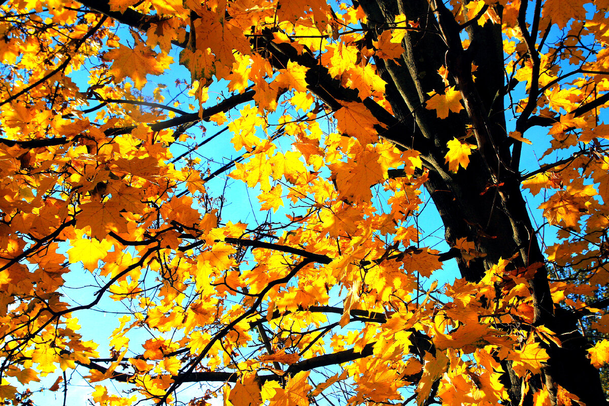 личный архив