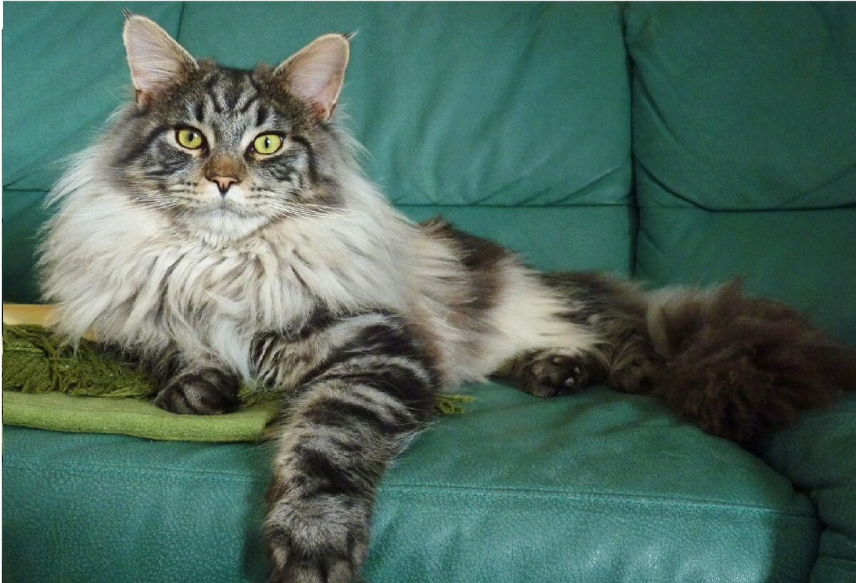 «Прекрасно. Скоро у меня будет не только собственный кожаный диван, но и собственная квартира. Да и прислуга съедет». Фото: zastavki.com