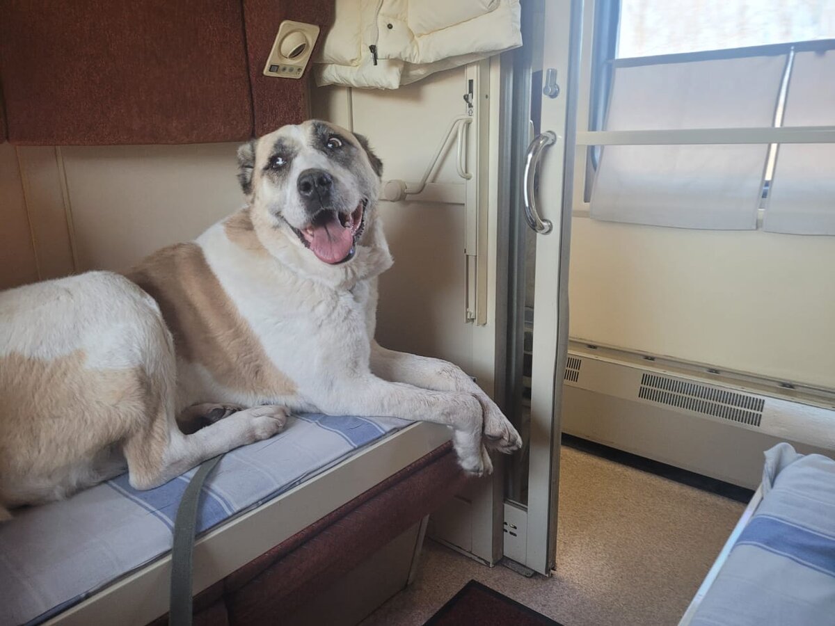 Аза радуется по дороге «домой» 