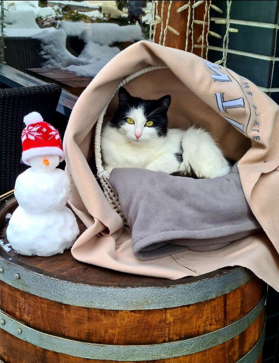 Кошка