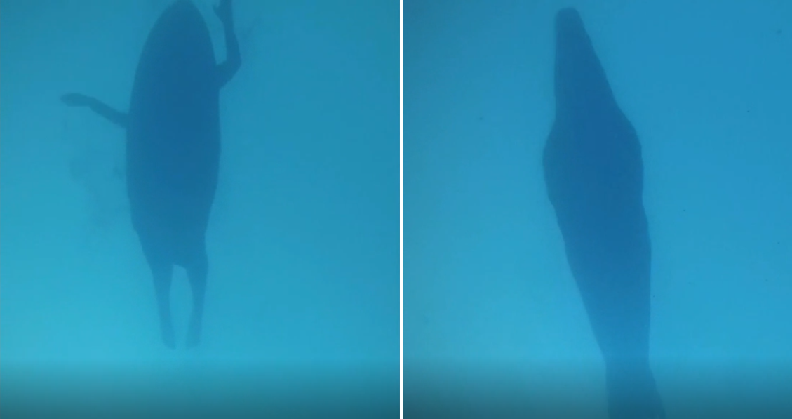 Человек гребущий на доске для серфа слева и тюлень справа.