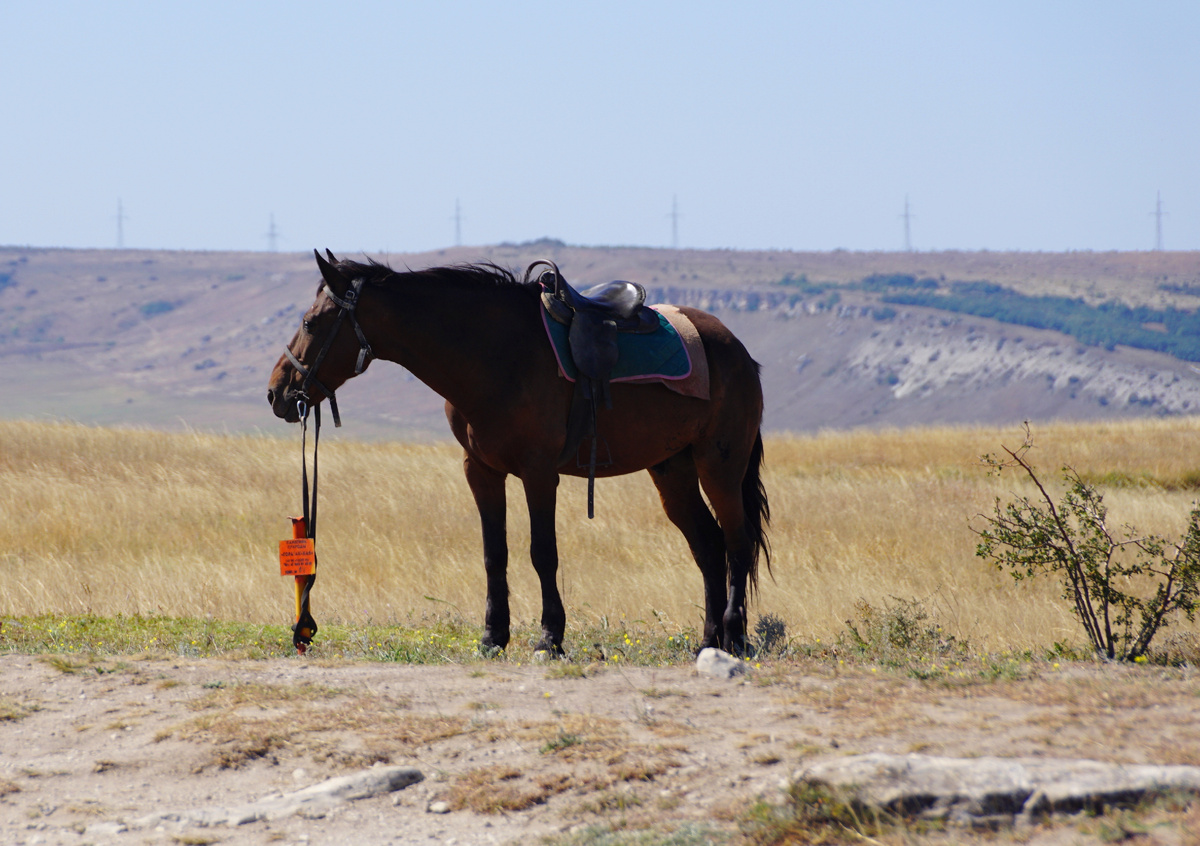 Отдыхает.фото автора