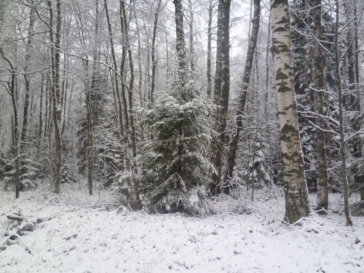 Декабрь в лесу