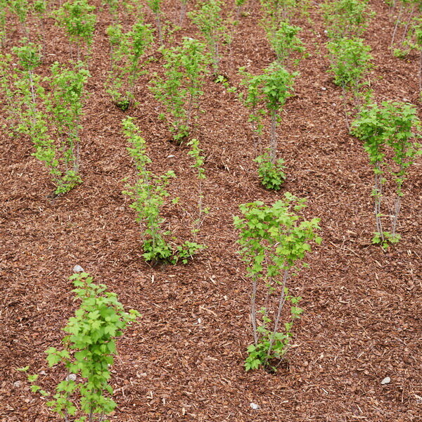 Красная смородина. Саженцы