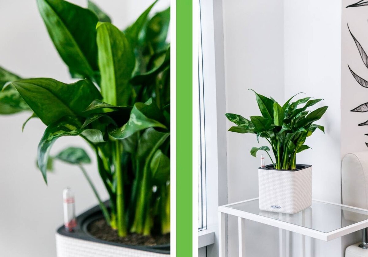 Теневыносливая Аглаонема Мария