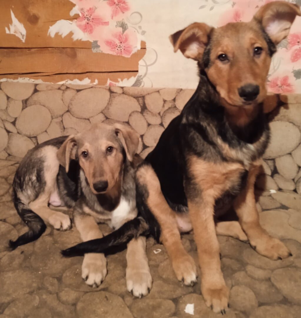 Бони и Клайд