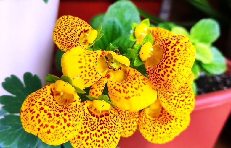 Фото из Яндекс.Картинок