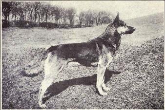 German Shepherd Dog from 1915 |Source=W. E. Mason