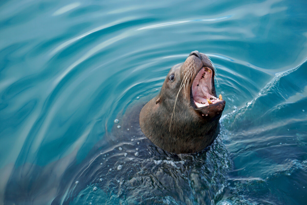 Сивучи или Морские львы Стеллера (Фото: https://www.instagram.com/mironov.travel)