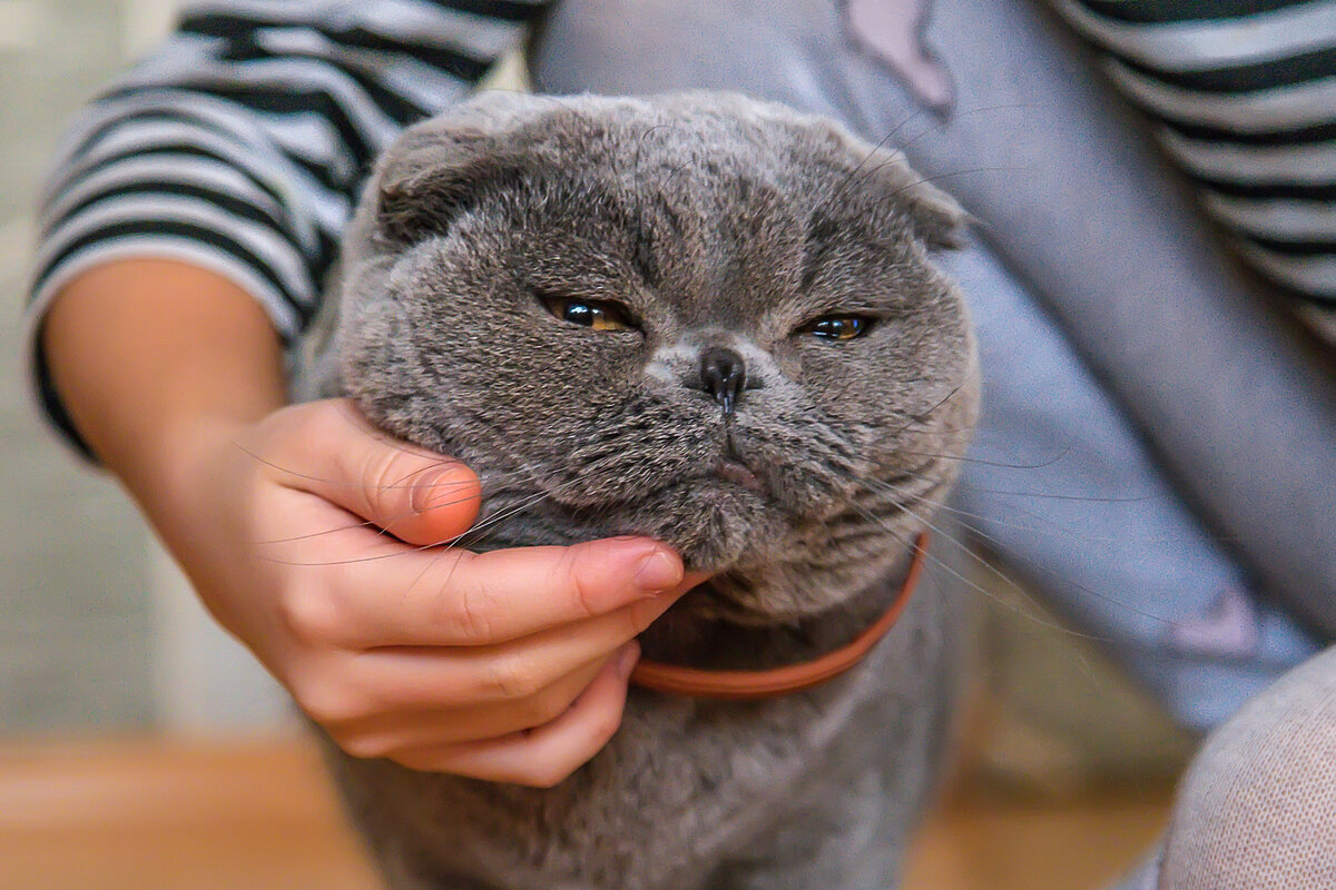 Приметы, связанные с кошками