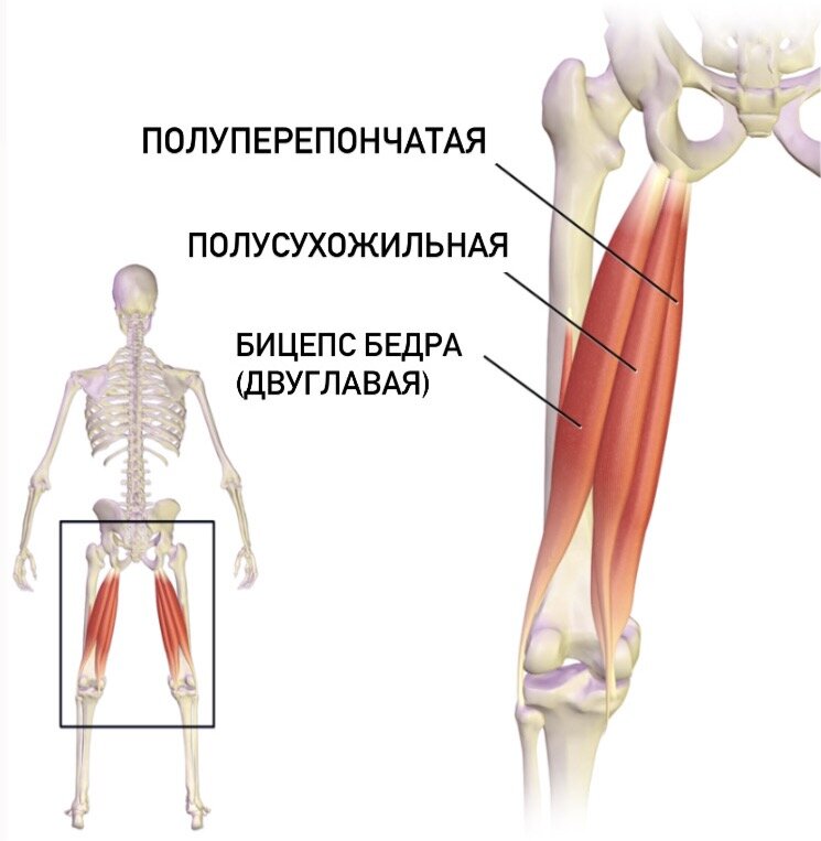 Начинаясь от бугристости седалищного бугра прикрепляются к большеберцовой и малоберцовой костям