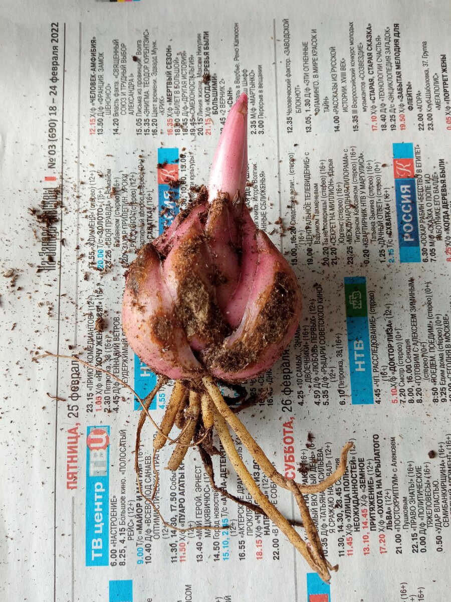 Луковица лилии до обрезки корней. Листайте.