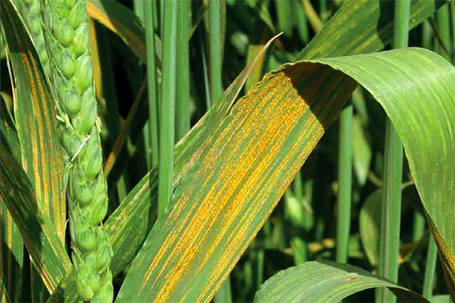 Источник: crop-protection.ru
