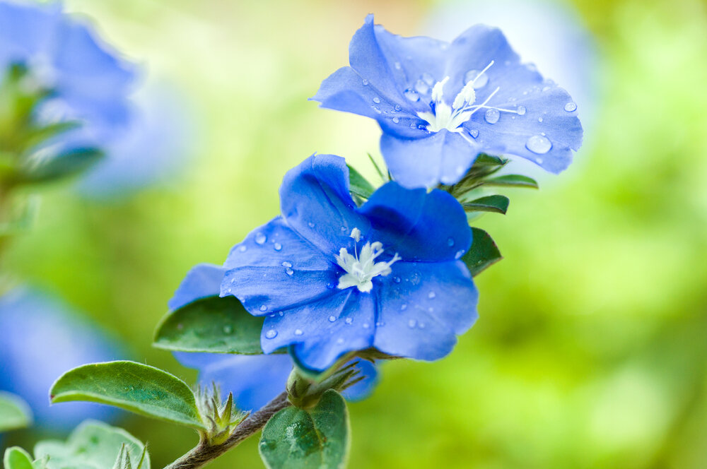 Фото с Shutterstock