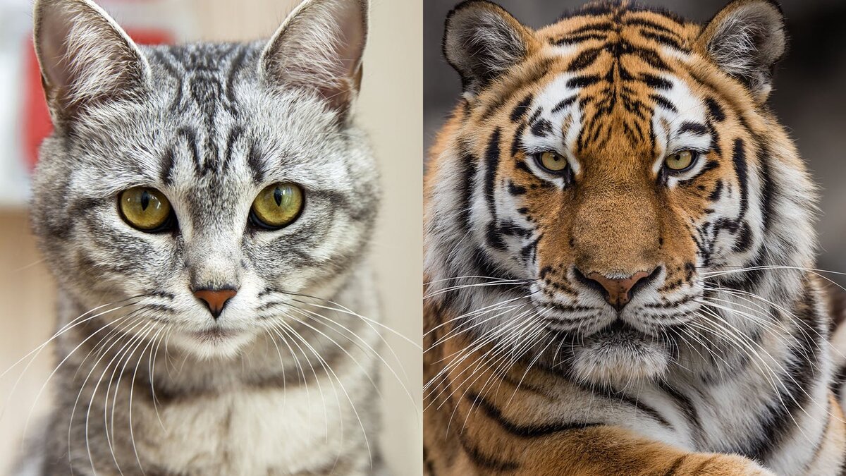 Сходства домашней кошки и тигра: их больше, чем Вы думаете! |  Замурчательно! | Дзен